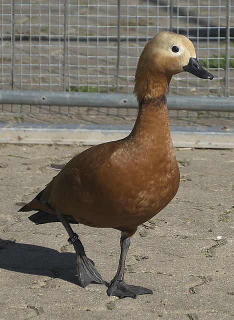 足历史上首
