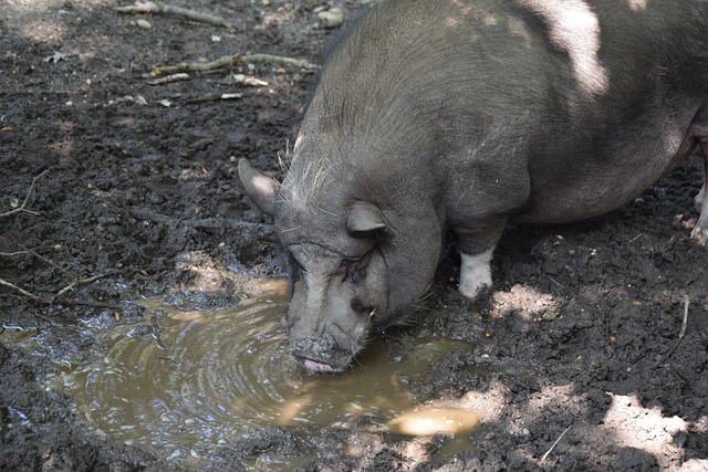 孙祥外脚背掀翻澳大利亚，国足带刀.